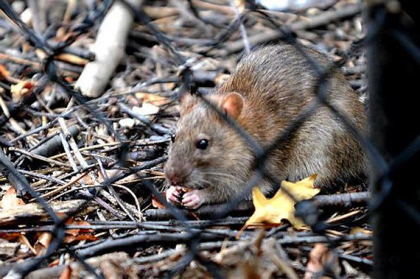 ratty
