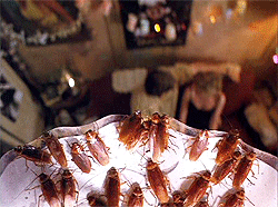 roach