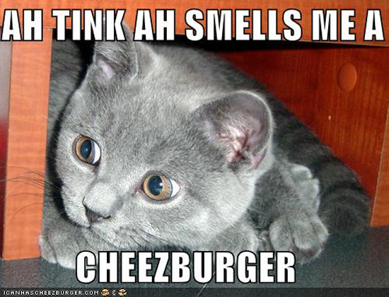 cheez_lolcats