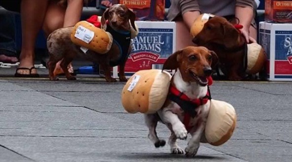 hotdogs