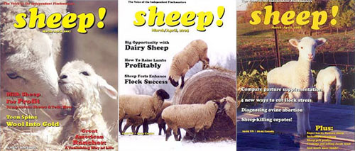 sheep