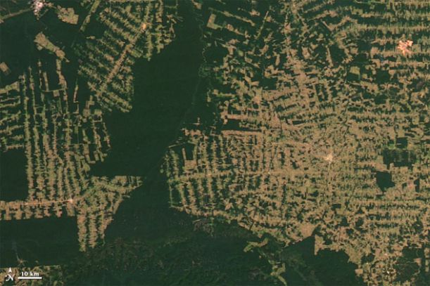 odlesneni