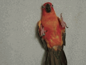 tumblr_nbsrl8REzJ1toamj8o1_400