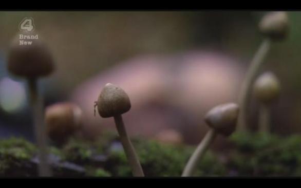 S psychedeliky je sranda! Podle všeho ale můžou ulevit i těžce psychicky nemocným.