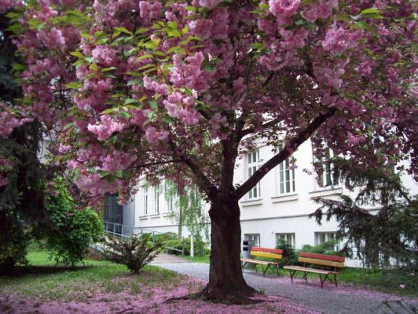 Sakura před Filozofickou fakultou Masarykovy univerzity