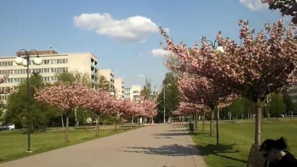 Rozkvetlé sakury před hradeckou univerzitou