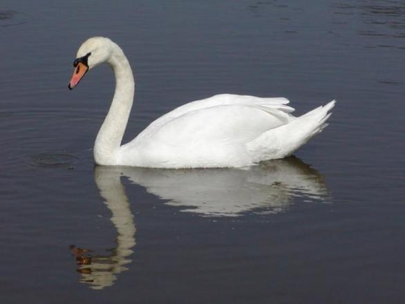 Nenápadný zabiják