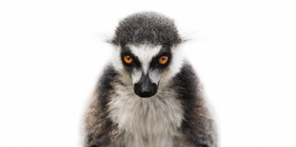 Lemur kata