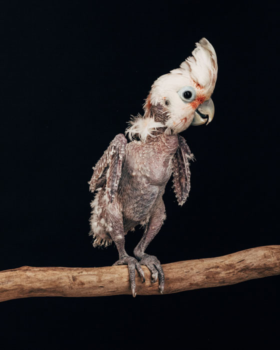 Bella Rose (samička): kakadu Goffinův (Cacatua goffiniana)