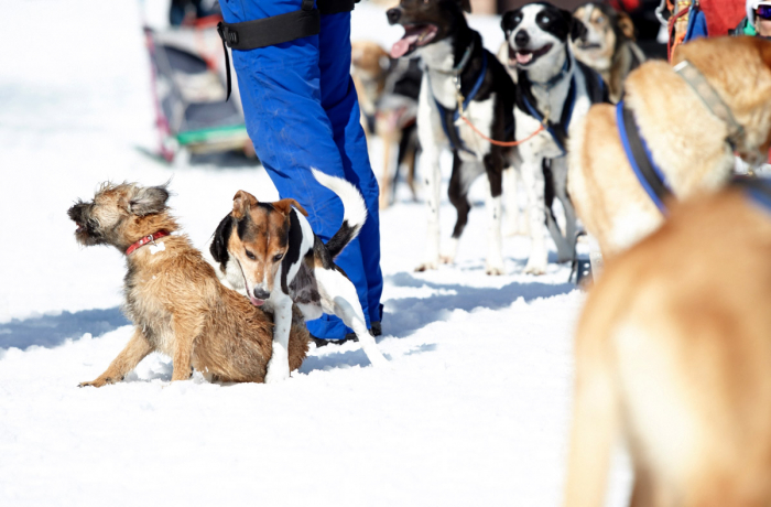 Tihle dva vochechulové (vlevo redakční border terrier Kašpar, vpravo terrier vlekaře ze Zahrádek) si v poklidu hrají vedle tažných psů. Důkaz, že tažní psi neútočí na ty ostatní.