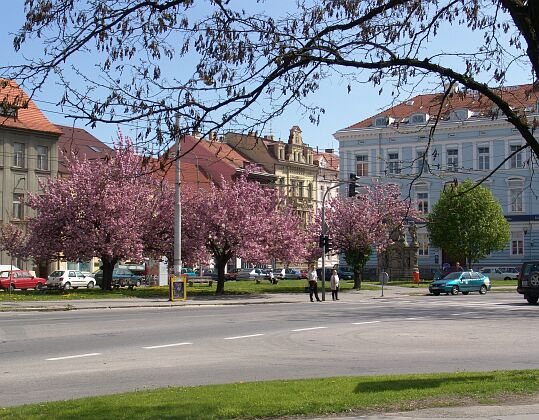 Sakury na Mariánském náměstí