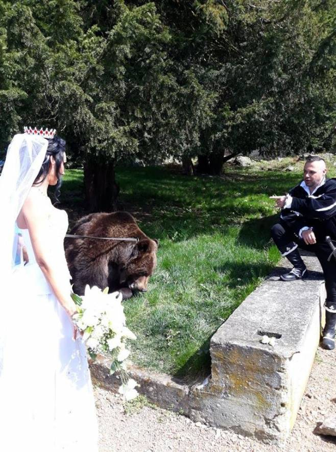 Medvěd byl kvůli bezpečnosti nadrogovaný