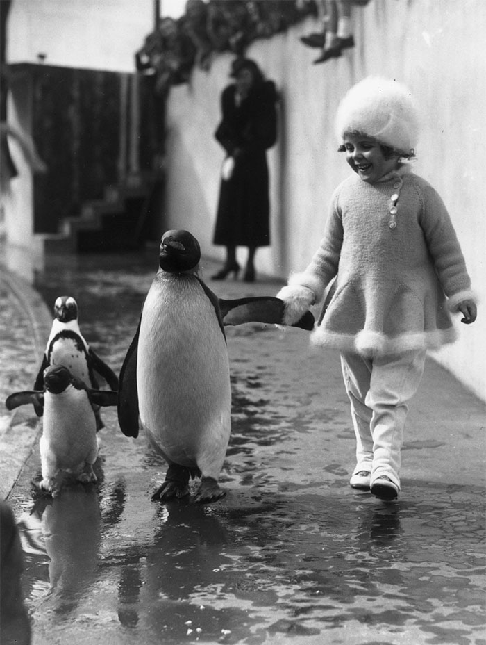 Londýnská ZOO v roce 1937. Holčička s tučňáky.