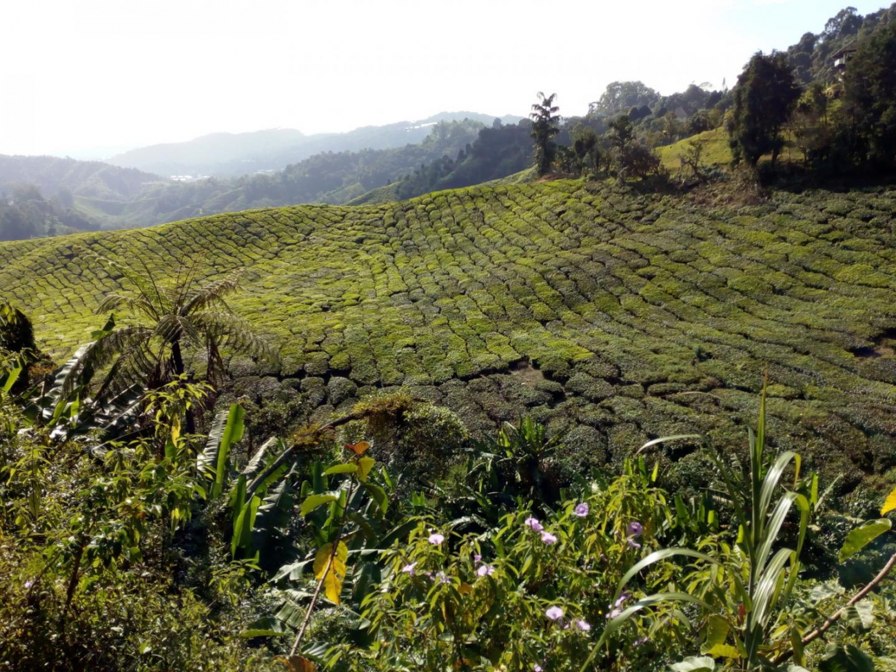 Čajové plantáže v Cameron Highlands