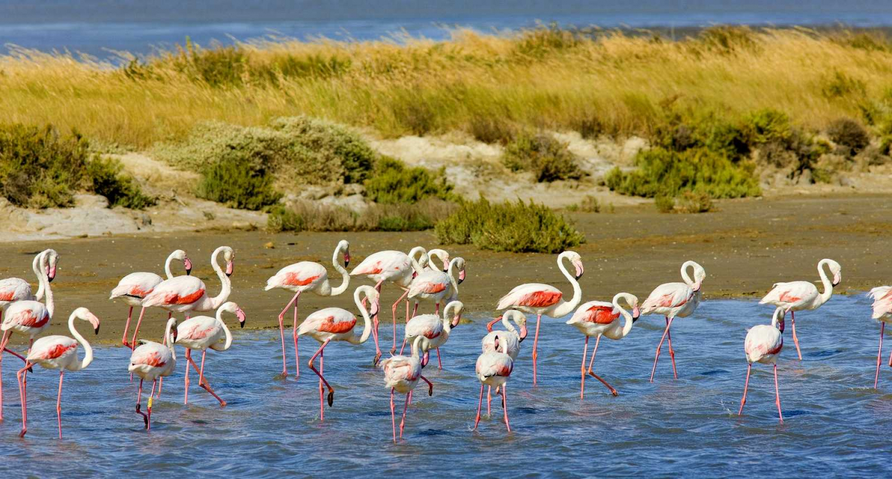 Pohled na spokojené hejno plameňáků růžových není ve francouzském Camargue ničím neobvyklým.