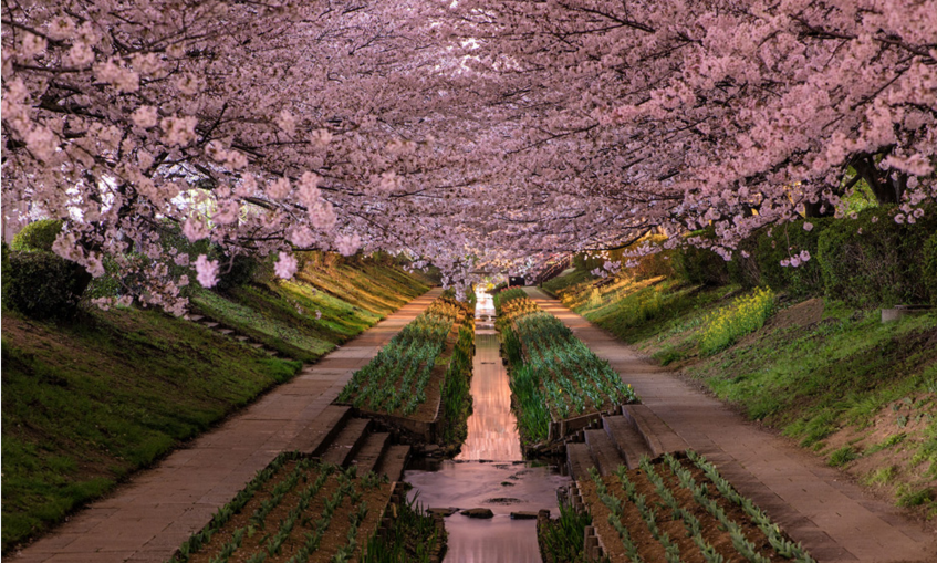 Sakura