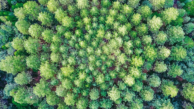 Jedno z nejzajímavějších míst v kalifornském vnitrozemí je obrovský park Eldorado National Forest. Jeho součástí jsou také uměle vysázené borovicové kultury, na kterých se již desítky let  zkoumá, jak se stromům daří v soustředných kruzích, mezi kterými s