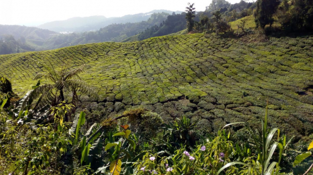 Čajové plantáže v Cameron Highlands