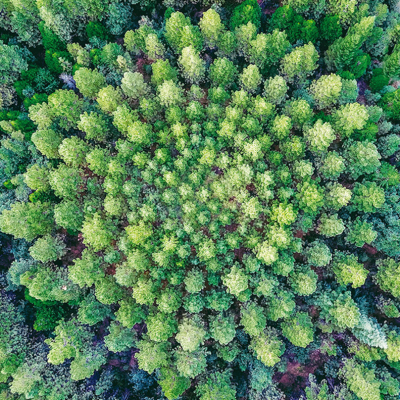 Jedno z nejzajímavějších míst v kalifornském vnitrozemí je obrovský park Eldorado National Forest. Jeho součástí jsou také uměle vysázené borovicové kultury, na kterých se již desítky let  zkoumá, jak se stromům daří v soustředných kruzích, mezi kterými s