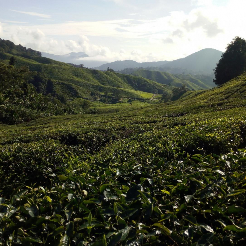 Cameron Highlands je velmi úrodná oblast