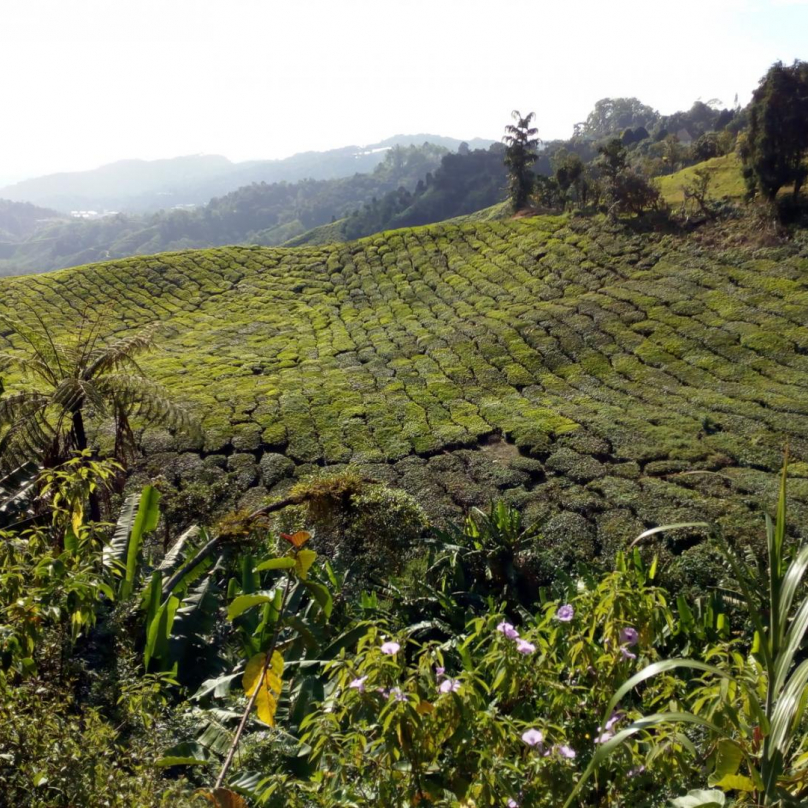 Čajové plantáže v Cameron Highlands