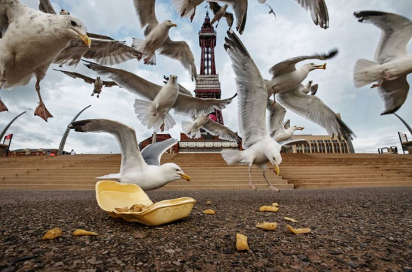 Racci, Blackpool, Spojené království