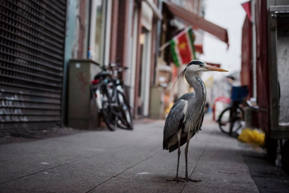 Volavka, Amsterdam, Nizozemí