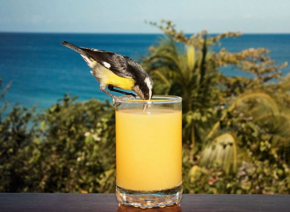 Banakit jamajský, Tobago