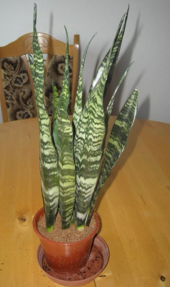 10. Sansevieria trifasciata neboli Tchynin jazyk.